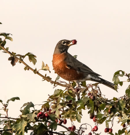 Theology Through the Lens